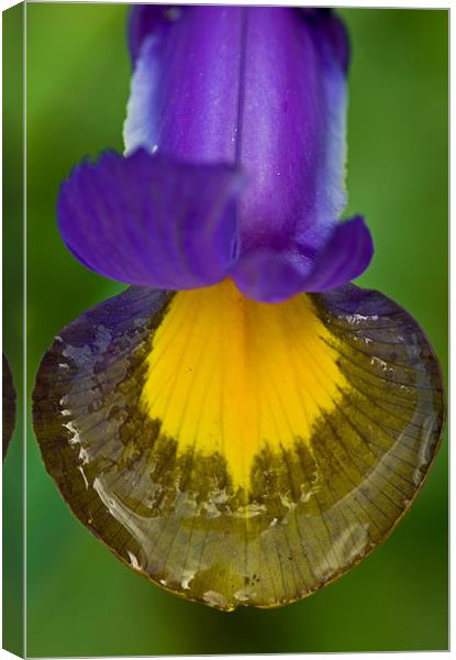 Iris tongue with water reflections Canvas Print by Pete Hemington