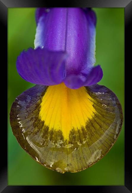 Iris tongue with water reflections Framed Print by Pete Hemington