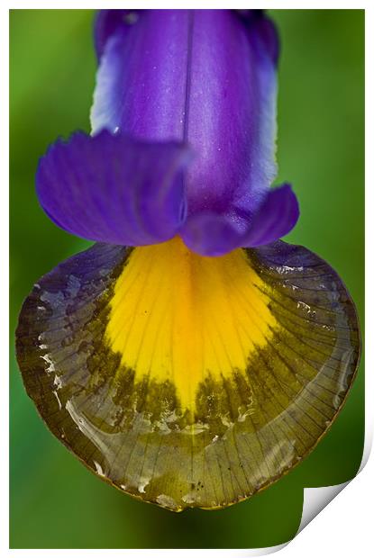 Iris tongue with water reflections Print by Pete Hemington