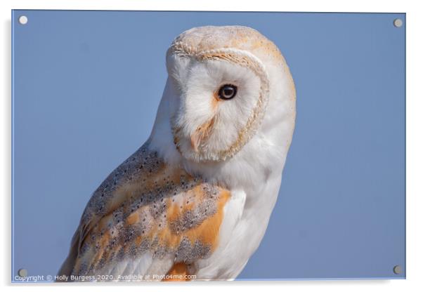 Barn Owl Bird of Prey  Acrylic by Holly Burgess