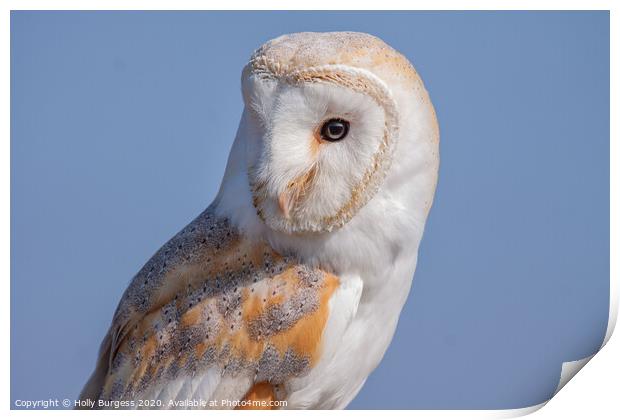 Barn Owl Bird of Prey  Print by Holly Burgess