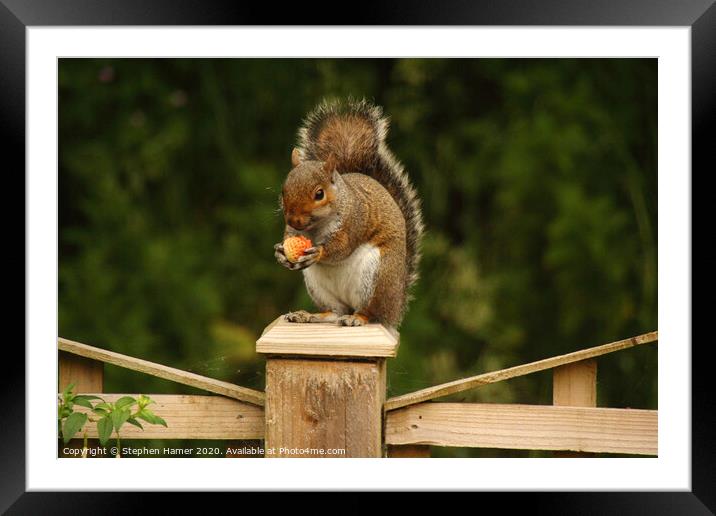 A Delightful Squirrel Snack Framed Mounted Print by Stephen Hamer