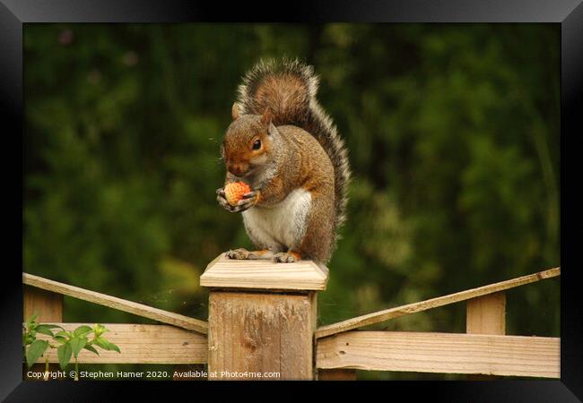 A Delightful Squirrel Snack Framed Print by Stephen Hamer