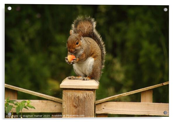 A Delightful Squirrel Snack Acrylic by Stephen Hamer