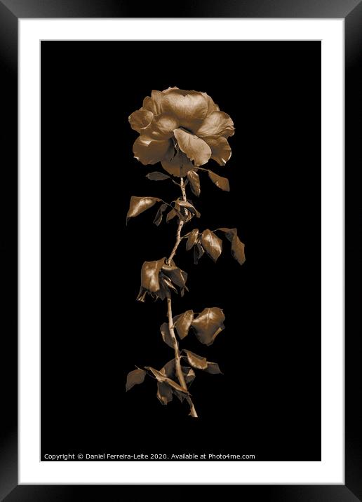 Pink Rose Isolated Photo Framed Mounted Print by Daniel Ferreira-Leite