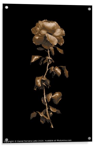 Pink Rose Isolated Photo Acrylic by Daniel Ferreira-Leite