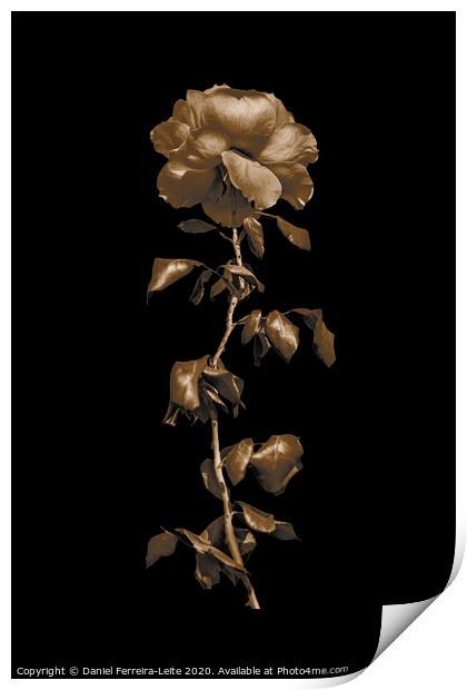 Pink Rose Isolated Photo Print by Daniel Ferreira-Leite