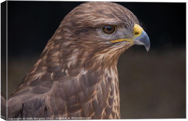 Common Buzzard, Bird Of Prey,  Canvas Print by Holly Burgess