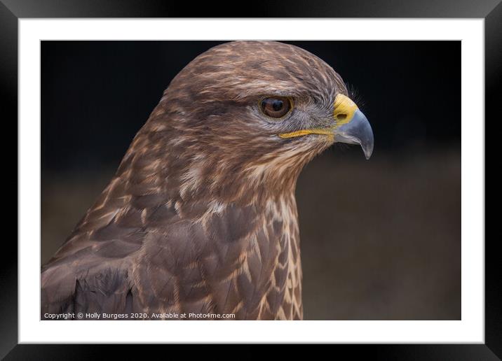 Common Buzzard, Bird Of Prey,  Framed Mounted Print by Holly Burgess