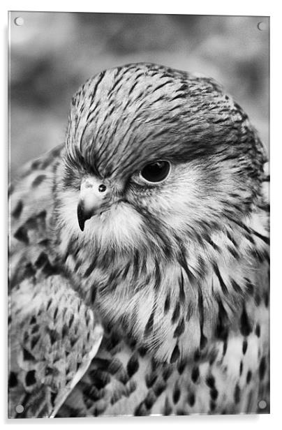 Kestrel Profile B & W Acrylic by Sandi-Cockayne ADPS