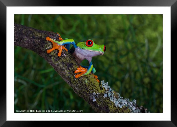Red Eyed Frog Agalychnis callidryas, Framed Mounted Print by Holly Burgess
