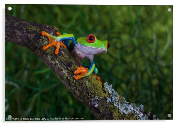 Red Eyed Frog Agalychnis callidryas, Acrylic by Holly Burgess