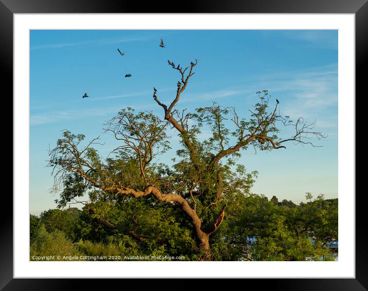 Ancient Tree with Pigeons Framed Mounted Print by Angela Cottingham
