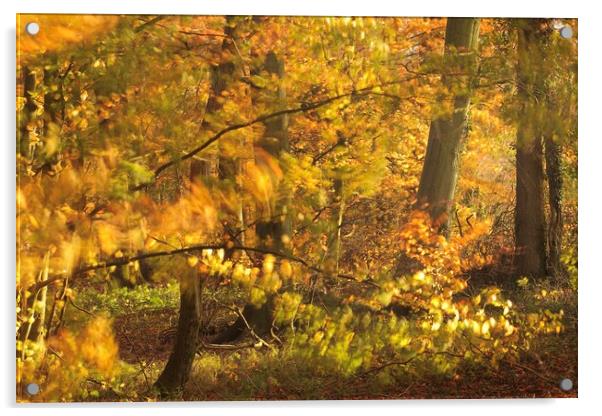 autumn sunlight Acrylic by Simon Johnson