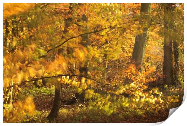autumn sunlight Print by Simon Johnson