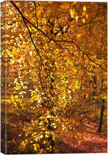 Sunlit Beech leaves Canvas Print by Simon Johnson