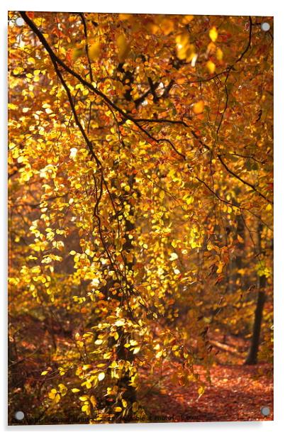 Sunlit Beech leaves Acrylic by Simon Johnson