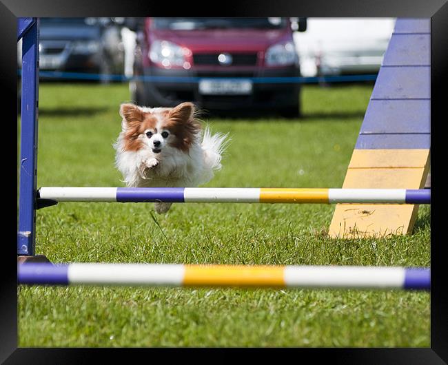 Dog Agility Show Framed Print by Sam Smith