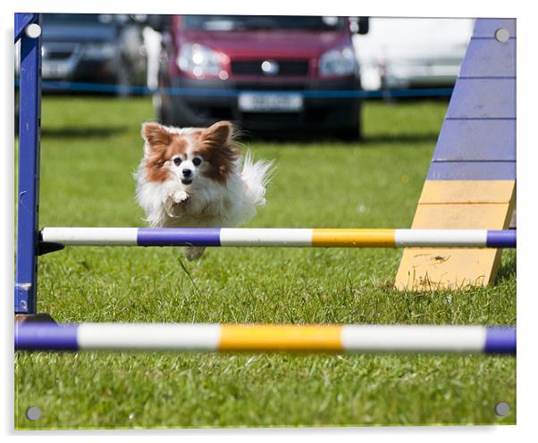 Dog Agility Show Acrylic by Sam Smith