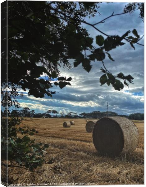 The Fields of Hay  Canvas Print by Ashley Bremner