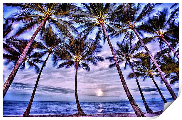 Beach Palms Print by David McLean