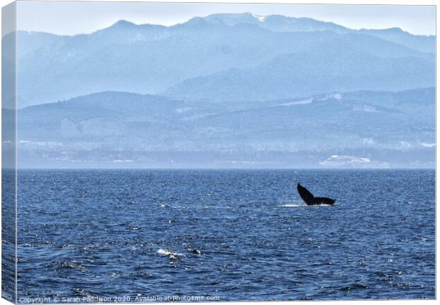 Humpback whale in the Salish Sea with Canadian Mountains Canvas Print by Sarah Paddison