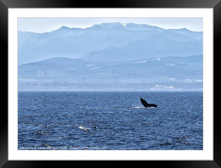 Humpback whale in the Salish Sea with Canadian Mountains Framed Mounted Print by Sarah Paddison