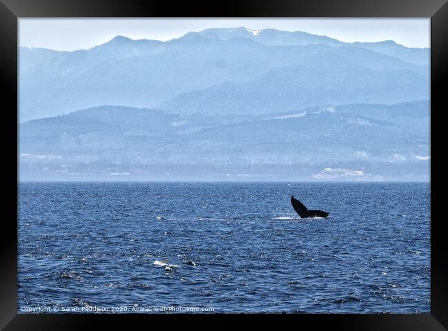 Humpback whale in the Salish Sea with Canadian Mountains Framed Print by Sarah Paddison