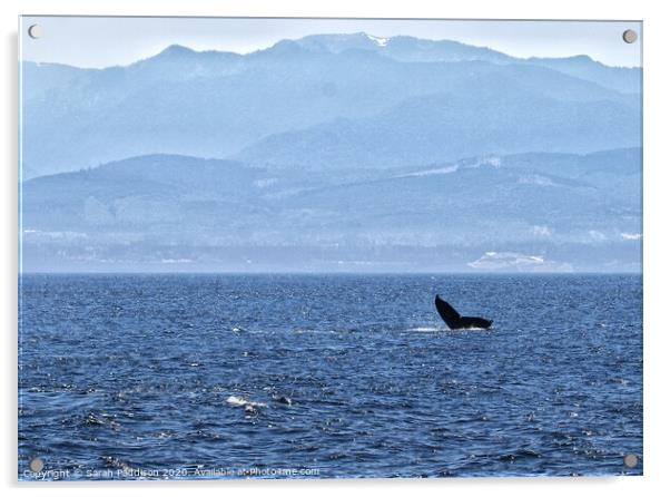 Humpback whale in the Salish Sea with Canadian Mountains Acrylic by Sarah Paddison