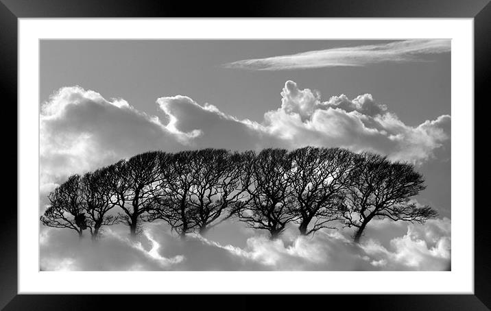 Tree tops in the clouds Framed Mounted Print by pauline morris