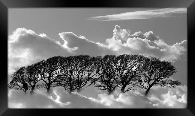 Tree tops in the clouds Framed Print by pauline morris