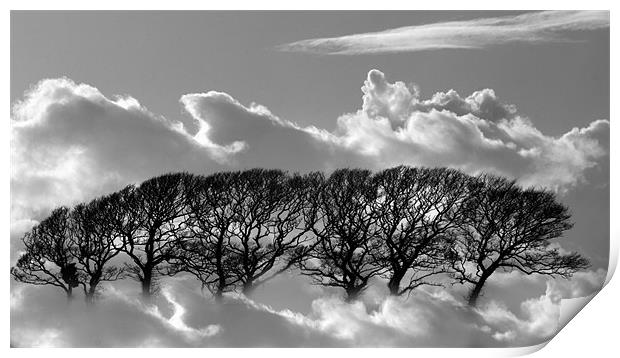 Tree tops in the clouds Print by pauline morris