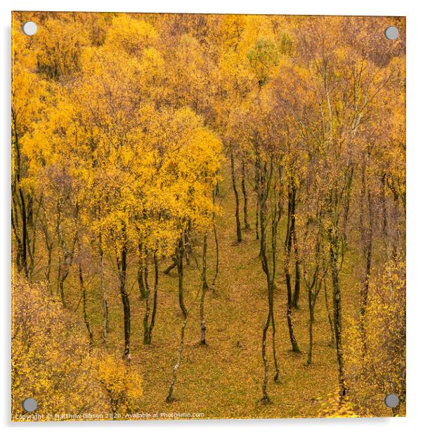 Amazing view of Silver Birch forest with golden leaves in Autumn Fall landscape scene of Upper Padley gorge in Peak District in England Acrylic by Matthew Gibson