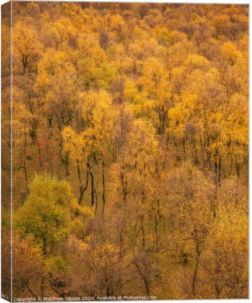 Amazing view of Silver Birch forest with golden leaves in Autumn Fall landscape scene of Upper Padley gorge in Peak District in England Canvas Print by Matthew Gibson