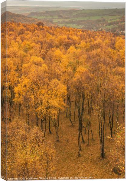 Amazing view over the top of Silver Birch forest with golden leaves in Autumn Fall landscape scene of Upper Padley gorge in Peak District in England Canvas Print by Matthew Gibson