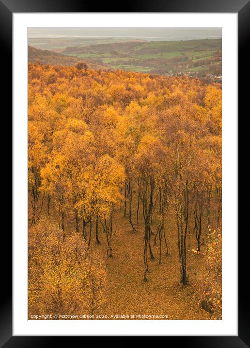 Amazing view over the top of Silver Birch forest with golden leaves in Autumn Fall landscape scene of Upper Padley gorge in Peak District in England Framed Mounted Print by Matthew Gibson