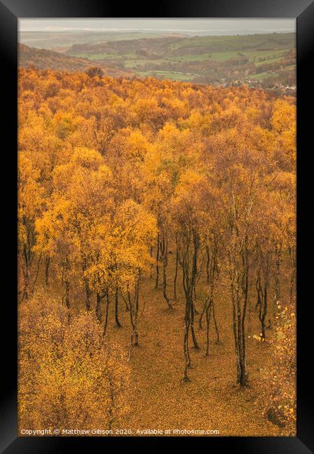Amazing view over the top of Silver Birch forest with golden leaves in Autumn Fall landscape scene of Upper Padley gorge in Peak District in England Framed Print by Matthew Gibson