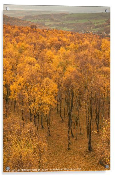 Amazing view over the top of Silver Birch forest with golden leaves in Autumn Fall landscape scene of Upper Padley gorge in Peak District in England Acrylic by Matthew Gibson