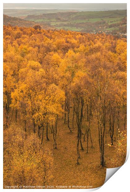 Amazing view over the top of Silver Birch forest with golden leaves in Autumn Fall landscape scene of Upper Padley gorge in Peak District in England Print by Matthew Gibson