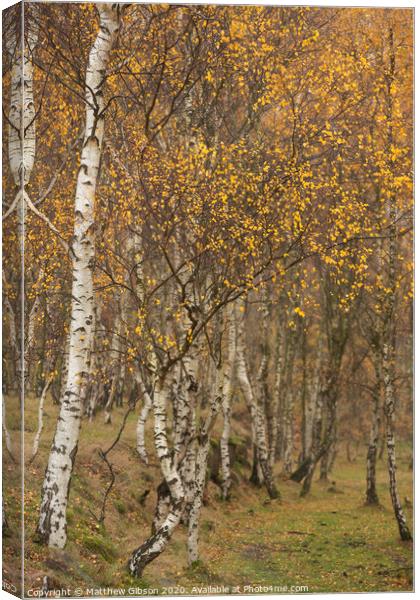 Amazing view of Silver Birch forest with golden leaves in Autumn Fall landscape scene of Upper Padley gorge in Peak District in England Canvas Print by Matthew Gibson