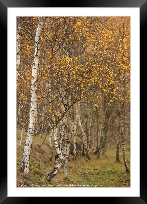 Amazing view of Silver Birch forest with golden leaves in Autumn Fall landscape scene of Upper Padley gorge in Peak District in England Framed Mounted Print by Matthew Gibson