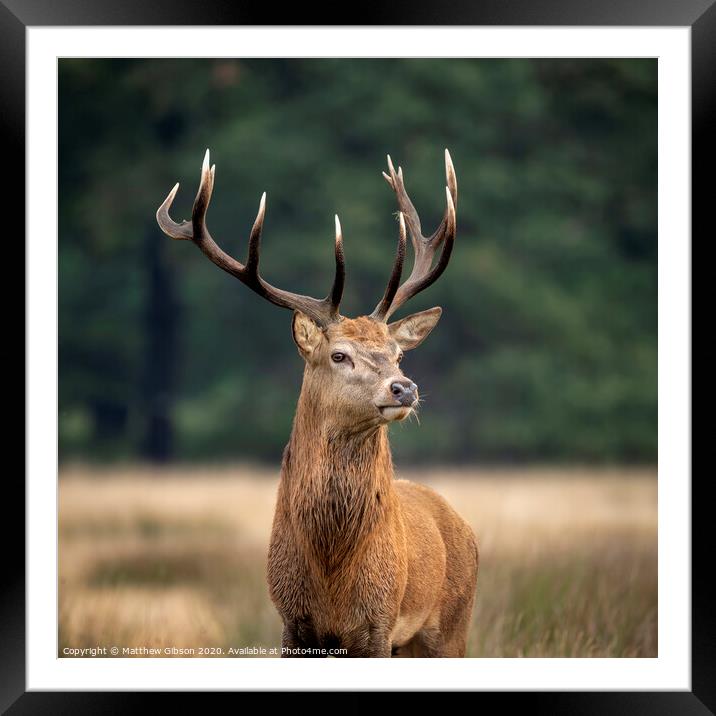 Sutning portrait of red deer stag Cervus Elaphus in Autumn Fall woodland landscape during the rut mating season Framed Mounted Print by Matthew Gibson