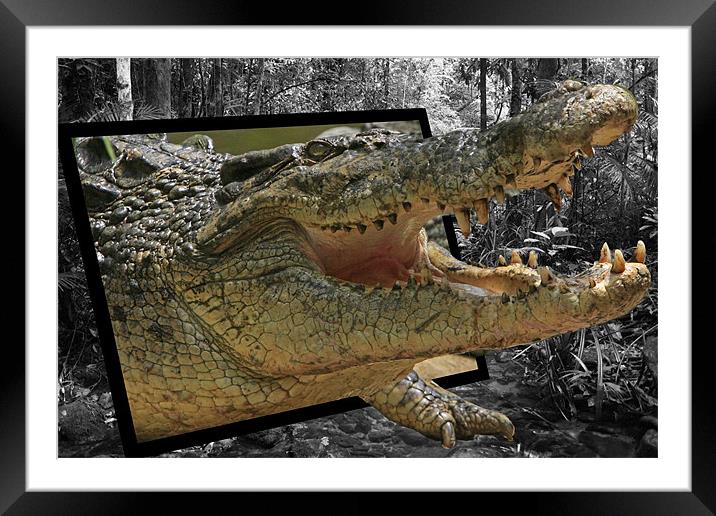 Crocodile Escape Framed Mounted Print by David McLean