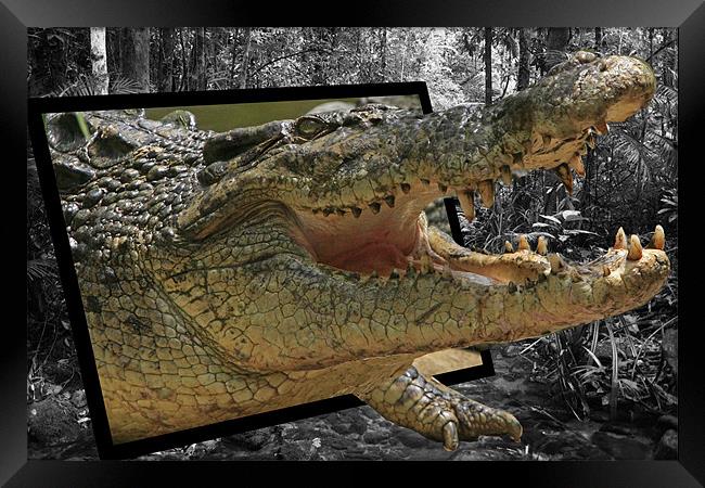 Crocodile Escape Framed Print by David McLean