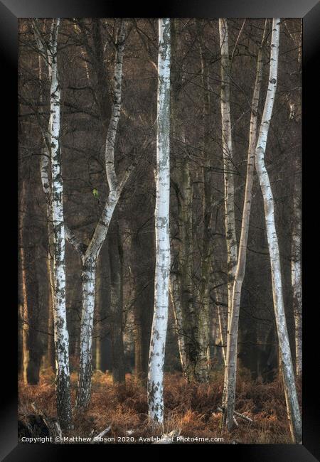 Beautiful Autumn Fall Winter forest woodland landscape fine art scene Framed Print by Matthew Gibson