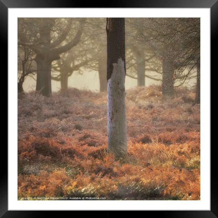 Beautiful Autumn Fall Winter forest woodland landscape fine art scene Framed Mounted Print by Matthew Gibson