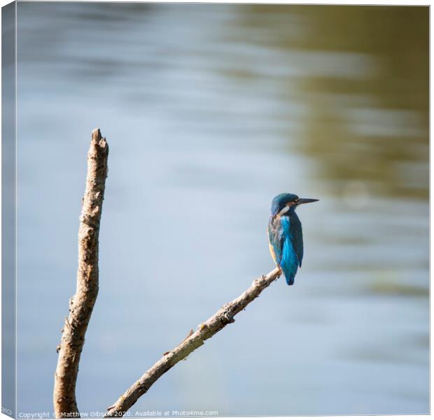Beautiful vibrant common Kingfisher perched on branch above river on calm Summer evening Canvas Print by Matthew Gibson