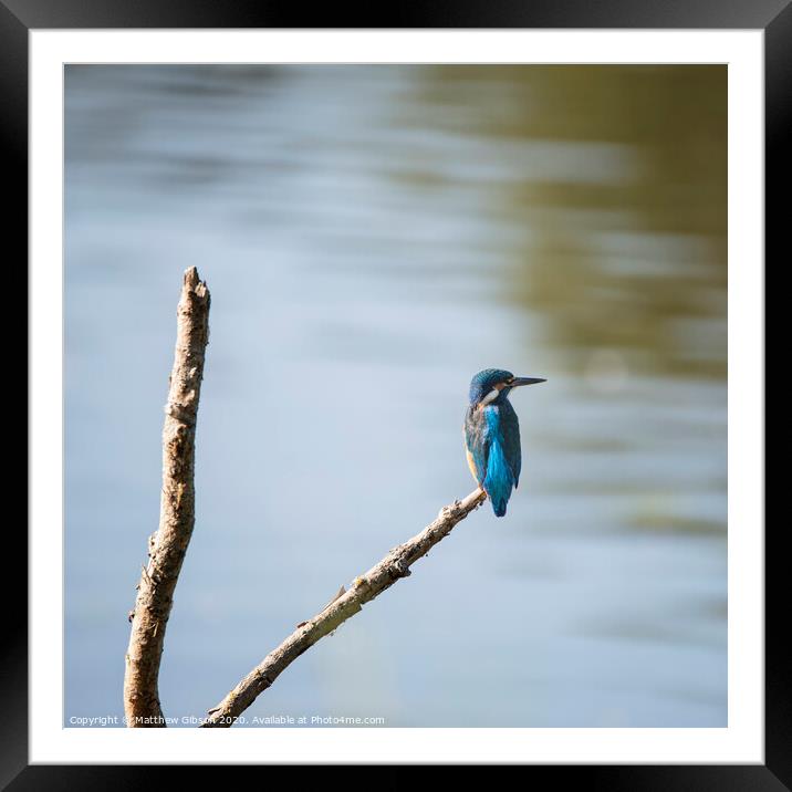Beautiful vibrant common Kingfisher perched on branch above river on calm Summer evening Framed Mounted Print by Matthew Gibson
