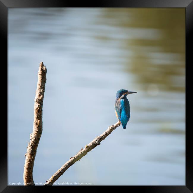Beautiful vibrant common Kingfisher perched on branch above river on calm Summer evening Framed Print by Matthew Gibson