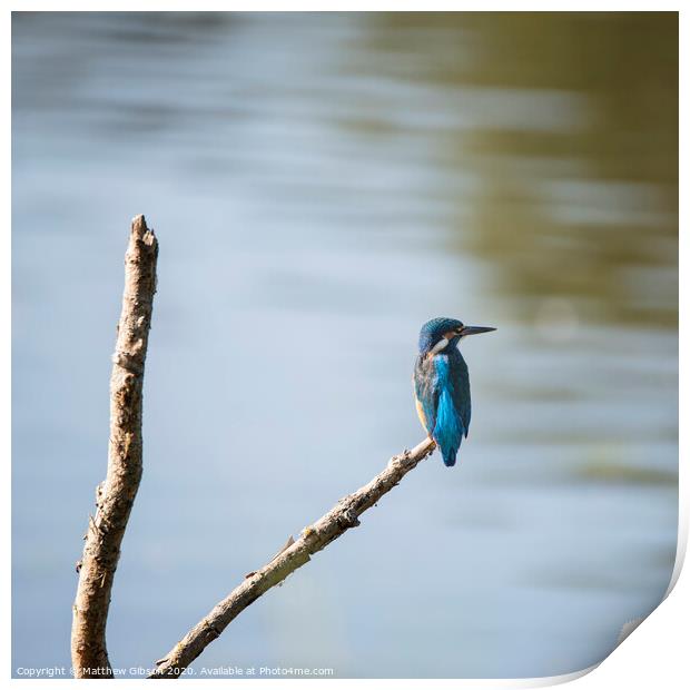 Beautiful vibrant common Kingfisher perched on branch above river on calm Summer evening Print by Matthew Gibson